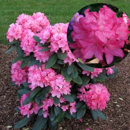 Rhododendron 'Royal Candy' - Rododendron 'Royal Candy' C5/5L